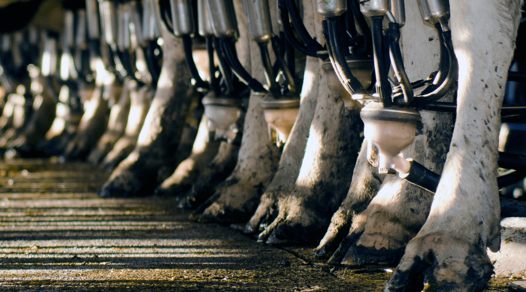 How the Dairy Industry Designs Misleading Studies